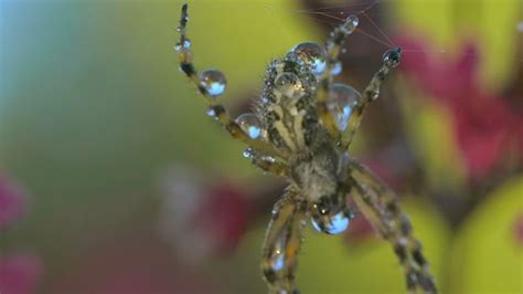 Makroansicht Einer Kleinen Spinne Mit Wassertropfen Auf Ihrem K Rper