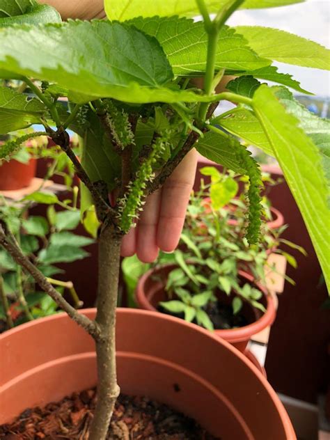 Fruiting Himalayan Mulberry Morus Macroura Potted Plant Rare