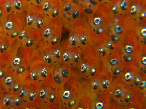 Clownfish Eggs Hatching Breeding On Pinterest - Sheena Says