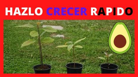 Como Hacer CRECER Un Arbol De Aguacate RAPIDO YouTube