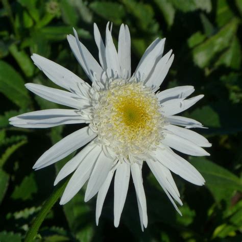 Leucanthemum Superbum Wirral Supreme Margriet Vaste Tuinplanten