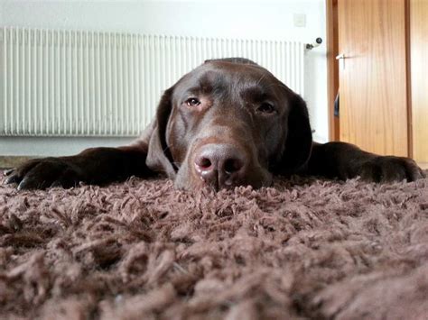 Labradane Growth Chart (Weight Chart & Size Chart)