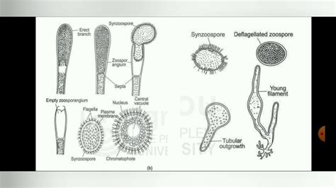 Ignou Tee Bscg Class Botany Bbyct Block Unit Algae