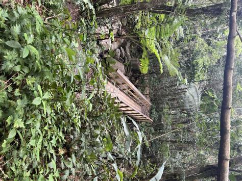 El Yunque National Rainforest Tour Met Natuurwandeling Getyourguide