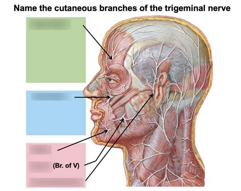 Name The Cutaneous Branches Of The Trigeminal Nerve Diagram Quizlet