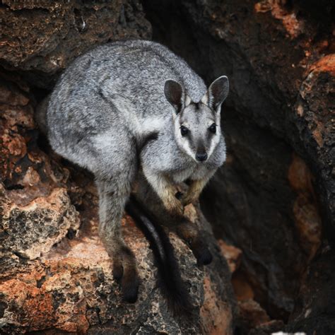 Five Years Of Protecting Threatened Wildlife Species • Perth Nrm