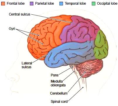 The Cerebral Hemispheres. Functions of the Cerebral Hemispheres