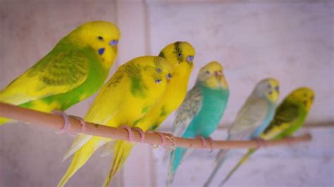 Rare Budgie Colors