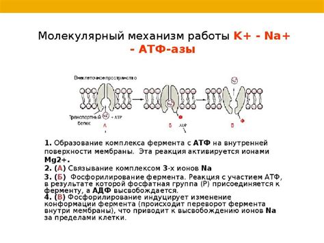 Натрий – Калиевый насос - online presentation