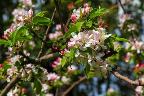 Page 2 | Malus Prunifolia Images - Free Download on Freepik