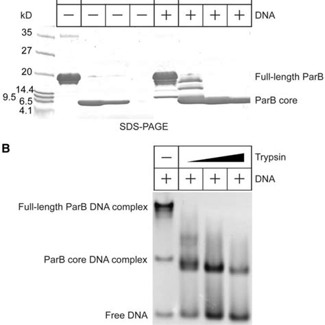 Crystal Structure Of Parb Dna Binding Domain A Ribbon Representation