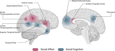 Frontiers The Social Connectome Moving Toward Complexity In The