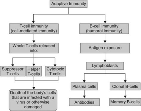 Humoral Immunity Flow Chart | Labb by AG