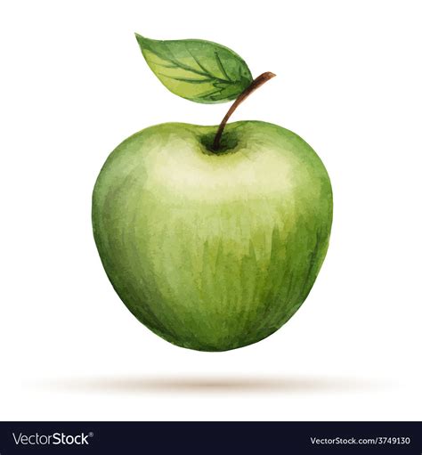 Watercolor apple isolated on white background Vector Image