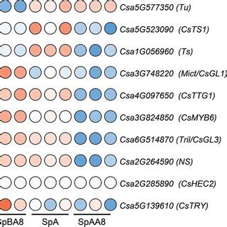 Expression Patterns Of The Genes Related To Spine Development Genes