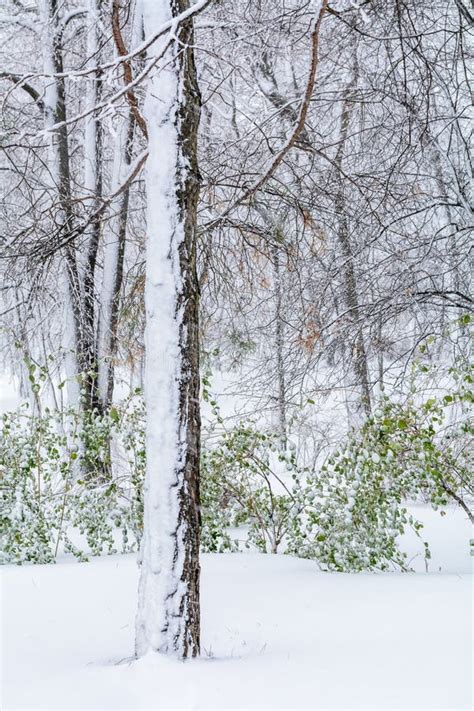 Un Tronco De árbol Nevado Nevadas En El Bosque Con Nieve Encima Imagen