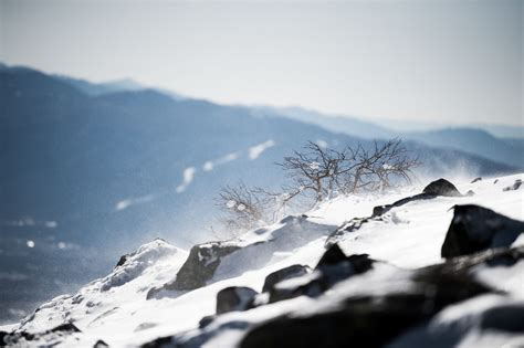 厳冬期の蓼科山頂で風雪を耐え忍ぶ木々の写真素材 ぱくたそ