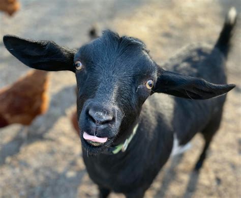 Goat Tongue