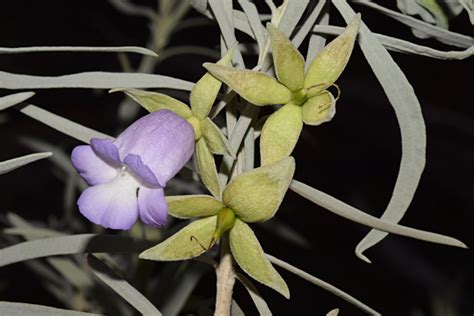 Eremophila Maitlandii Australian Native Plants Society Australia