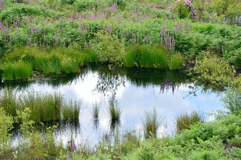 Risley Moss Nature Reserve Outtakingpictures