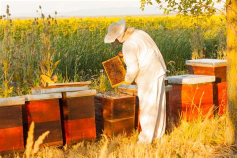 How To Start Beekeeping Everything You Need To Know Beautiful Bees