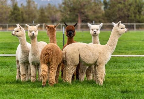 Alpacas – The World’s Cutest Camel – Drinking Post Automatic Waterer