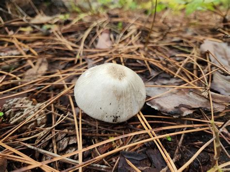 Agaricus Approximans From Jamestown Township In Usa On October