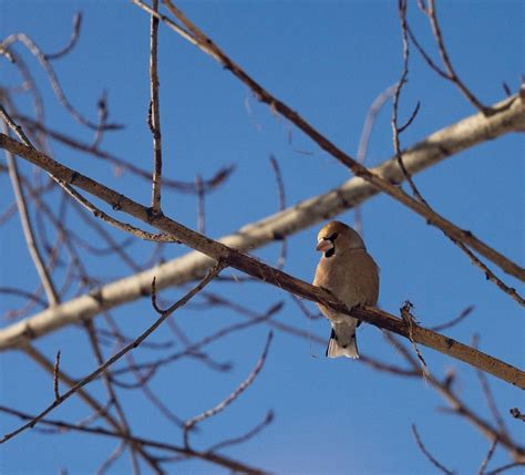 Why Is It Called Grosbeak Save The Eagles