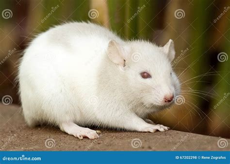 White Mouse Stock Photo Image Of White Small Ratt 67202298