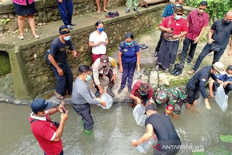 Dinas Perikanan Badung Tebar 1 7 Juta Benih Ikan Selama 2021 ANTARA News