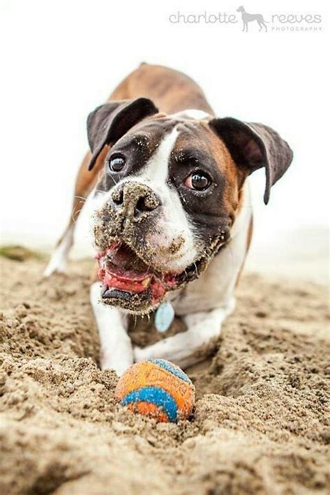 Pin By Jenna On Boxer Babies Boxer Dogs Dogs Boxer Love