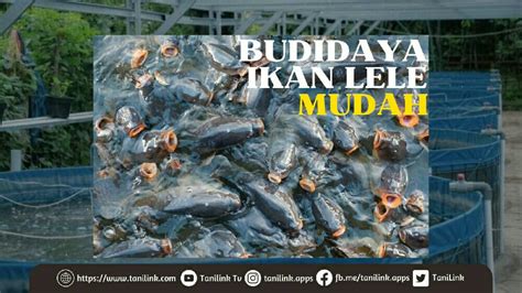 BUDIDAYA IKAN LELE MUDAH | Tanilink