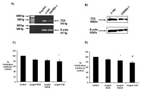 Thromboxane Synthase Expression In Nsclc Cells And Effects Of Selective