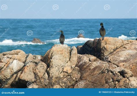 Two Cormorants Stock Image Image Of Rock Outdoors Seabird 19604123