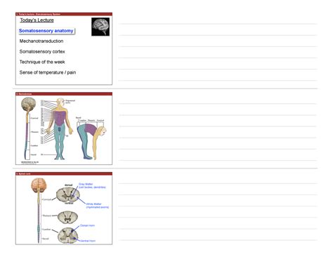 Lecture 4 Lined - 1. Today’s lecture - Somatosensory System Today’s ...