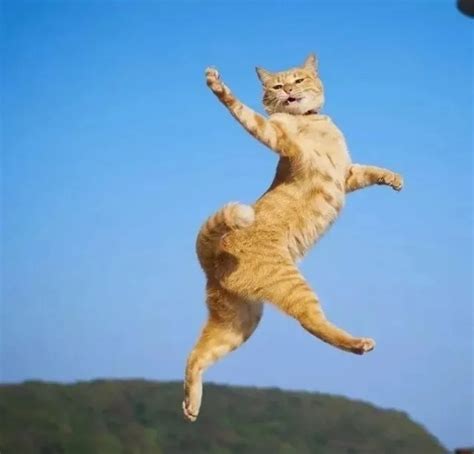 Create Meme Cat Jump Flying Cat Jumping Cat Pictures Meme