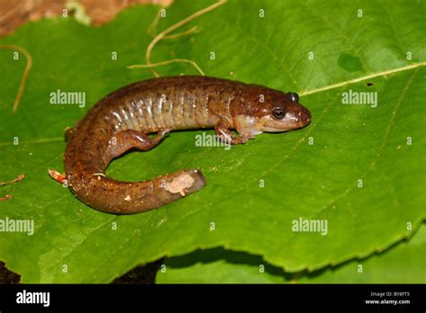 Northern Dusky Salamander