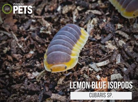 The Complete Cubaris Lemon Blue Isopods Care Guide