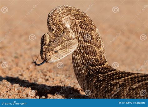 Puff Adder Snake Background From Africa Beautiful Stress And