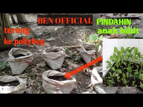 Cara Dan Waktu Yang Tepat Untuk Pindahin Bibit Terong Ke Poloybeg Youtube