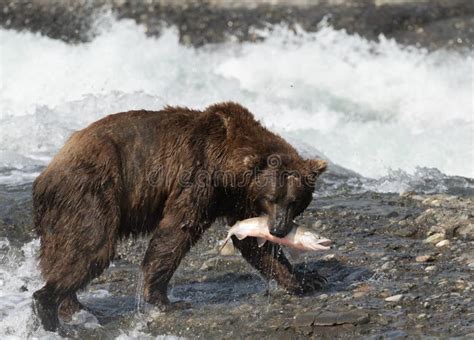 Alaskan Brown Bear At Mcneil River Stock Photo Image Of Rapids