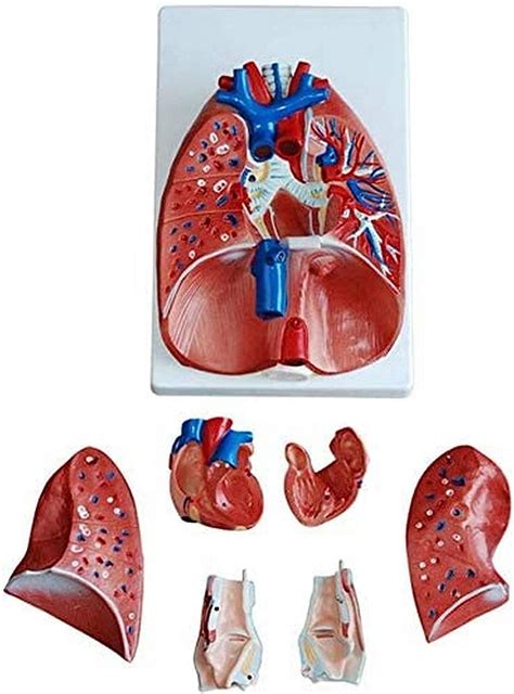 Modelo anatómico del órgano Humano laringe corazón pulmón Modelo de