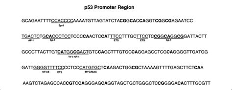 Bisulfite Sequencing Analysis Of The P53 Promoter Region Dna Bisulfite