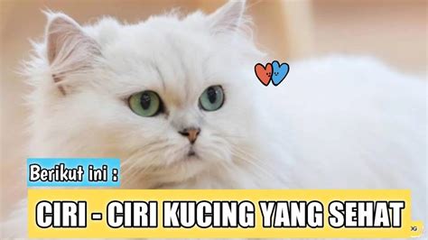 Ciri Ciri Kucing Sehat Dan Terawat Youtube