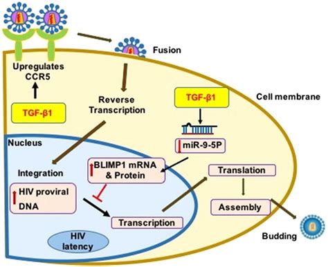 Tgf β1 Increases Hiv Reservoir Load In The Bronchial Epithelium Download Scientific Diagram