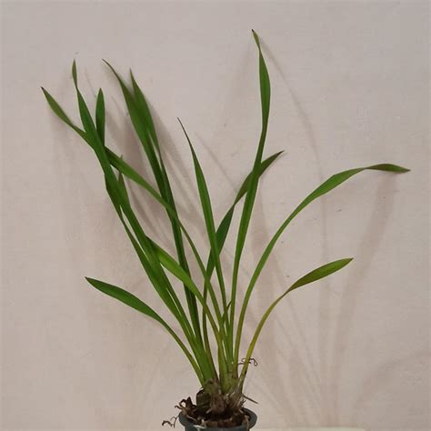Orchid Cymbedium Golden Vanguard Thodupuzha Orchid Garden