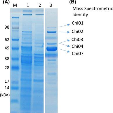 SDS PAGE And MS Analyses Of Extracellular Proteins ECP Of ML10 51K