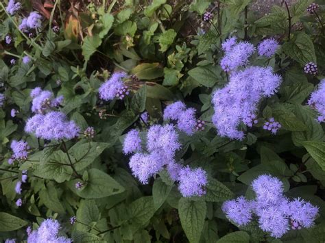 Weeds With Purple Flowers To Identify Plants Craze