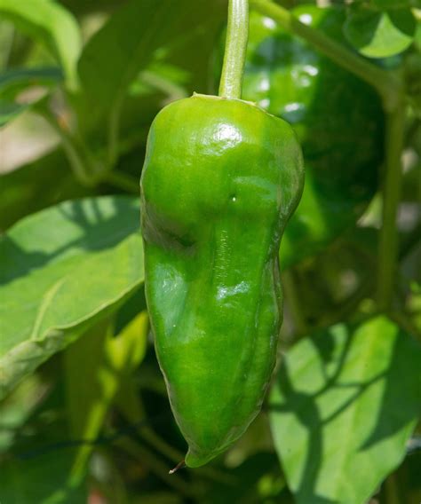 Types of chili peppers: the 10 best varieties to grow | Homes & Gardens