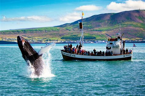 Húsavík Original Whale Watching - North Sailing